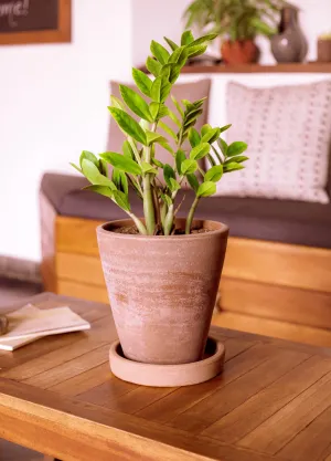 Concrete-washed Terracotta Planter (Large)