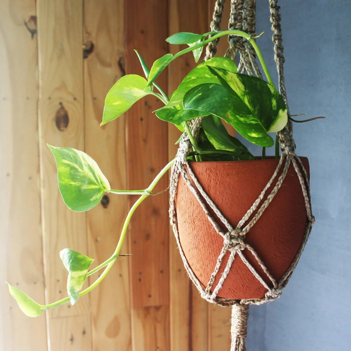 Cone Classic Terracotta Planters Set of 3 (Large,Medium,Small)