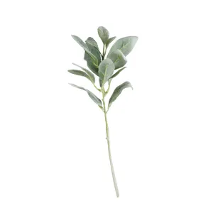 Lambs Ear - Short Stem