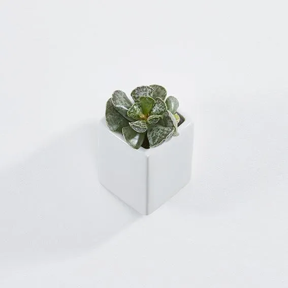 Off The Wall Plant Pot - Small by Thelermont Hupton