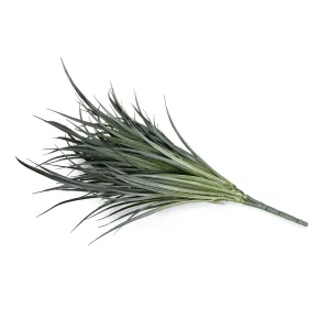 Orchard Grass Spray 24"