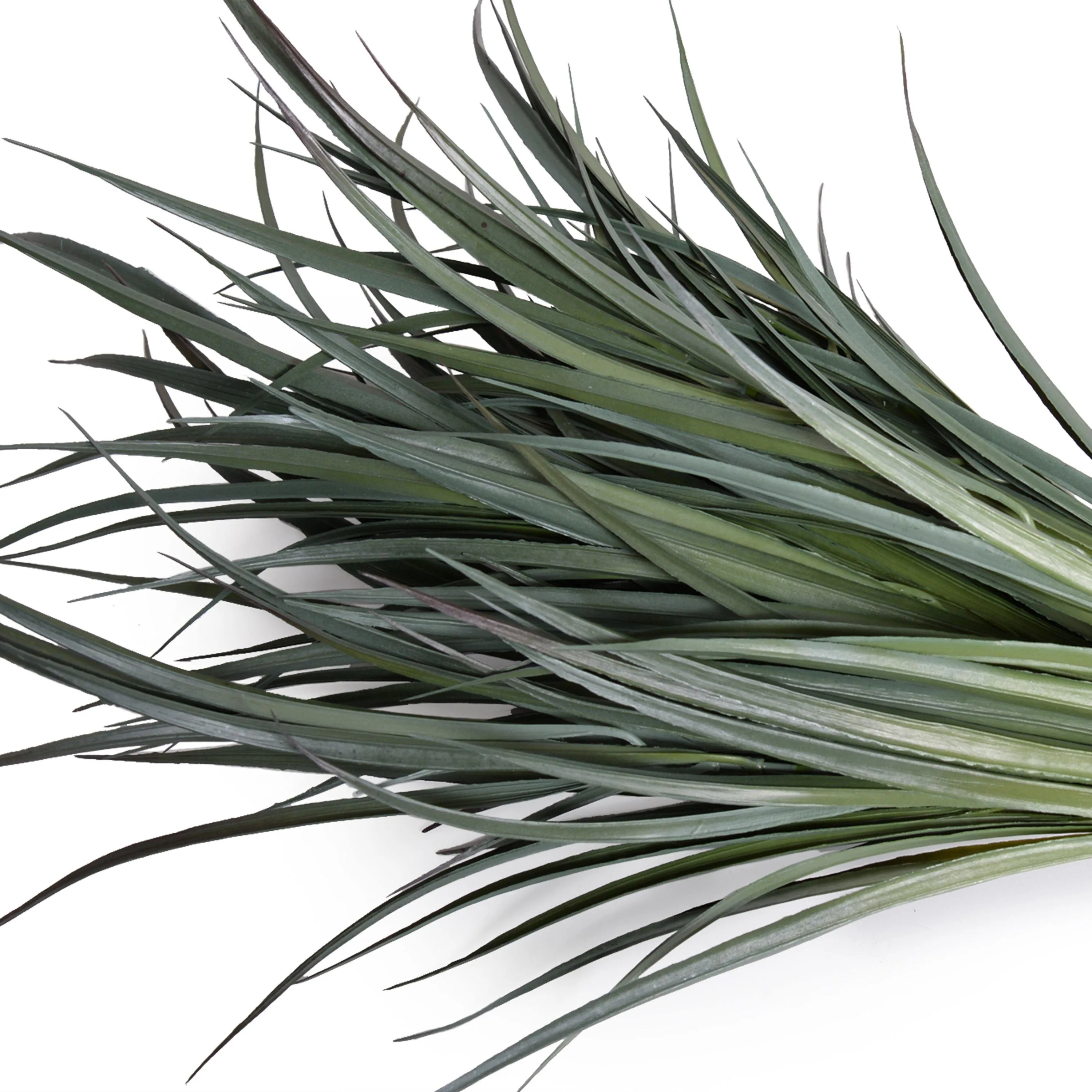 Orchard Grass Spray 24"