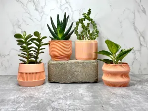 Peach Succulent Set - Pack of 4