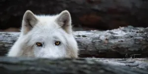 Peek Wolf Fine Art Photography Curved Metal Print